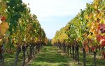 Une photo de vignes en automne