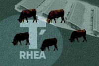 le logo de l'entreprise T'Rhéa apparait sur le sol d'une prairie pâturée par des bovins avec des bâtiments en fond d'image, qui pourraient devenir un immense centre d'engraissement
