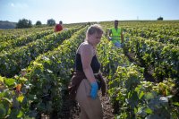 Une femme porte des gants bleu, en débardeur, debout dans les vignes, regarde vers le sol. 