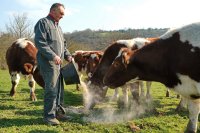 Un homme debout, en combinaison de travail, verse un seau d'aliments à ses vaches au milieu d'un pré